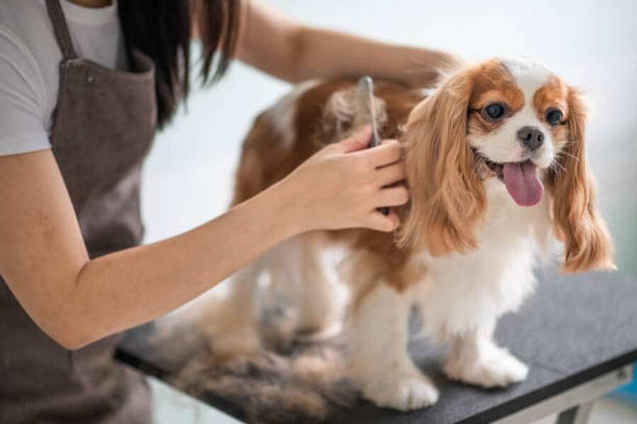 Pet Groomer